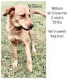 William - ADOPTED 09.25.15
