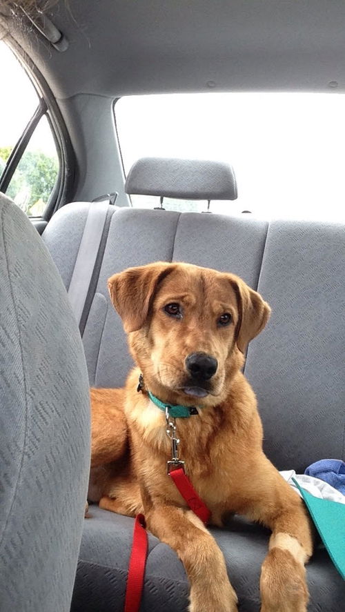 William - ADOPTED 09.25.15