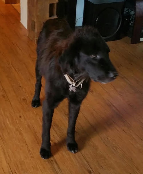 Mimsy - ADOPTED 10.14.15