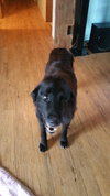 Mimsy - ADOPTED 10.14.15