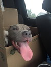 Ro Litter - August - ADOPTED-10.23.15