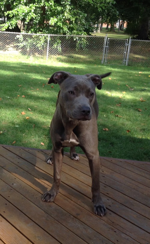 Ro Litter - August - ADOPTED-10.23.15