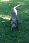 Ro Litter - August - ADOPTED-10.23.15