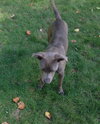 Ro Litter - August - ADOPTED-10.23.15