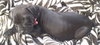 Kristen - ADOPTED 10.05.15