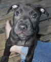Kristen - ADOPTED 10.05.15