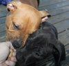 Kristen - ADOPTED 10.05.15