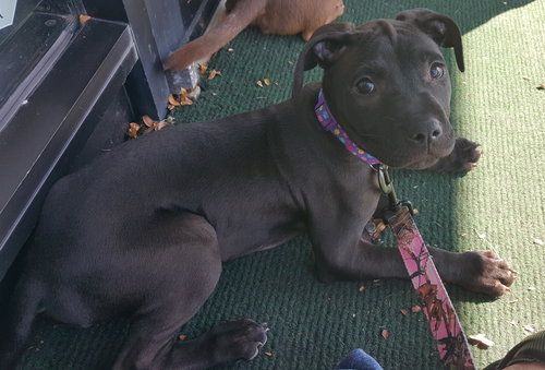 Kristen - ADOPTED 10.05.15