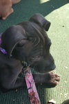 Kristen - ADOPTED 10.05.15