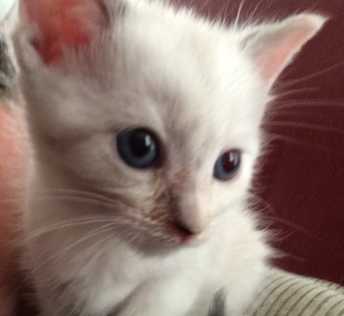 Miracle - ADOPTED 10.01.15