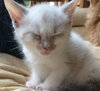 Miracle - ADOPTED 10.01.15