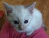 Miracle - ADOPTED 10.01.15