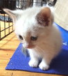 Miracle - ADOPTED 10.01.15