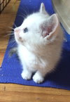 Miracle - ADOPTED 10.01.15