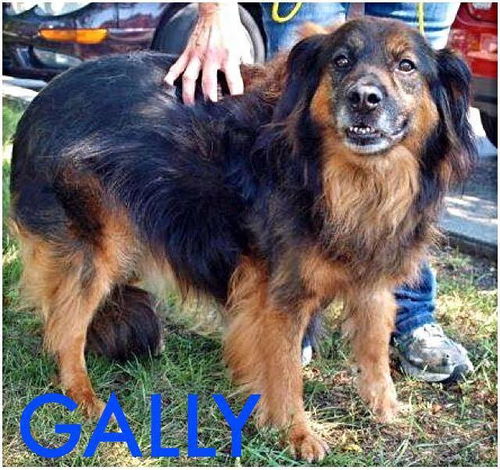 Gally - ADOPTED-10.3.15