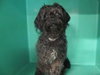 Rumplestiltskin - ADOPTED-10.7.15