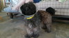 Rumplestiltskin - ADOPTED-10.7.15