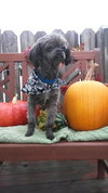 Rumplestiltskin - ADOPTED-10.7.15