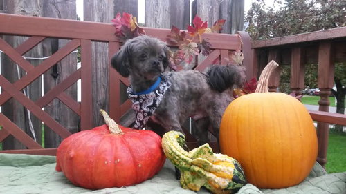 Rumplestiltskin - ADOPTED-10.7.15