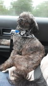 Rumplestiltskin - ADOPTED-10.7.15