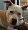 Kona - ADOPTED 11.07.15