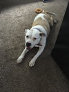 Kona - ADOPTED 11.07.15