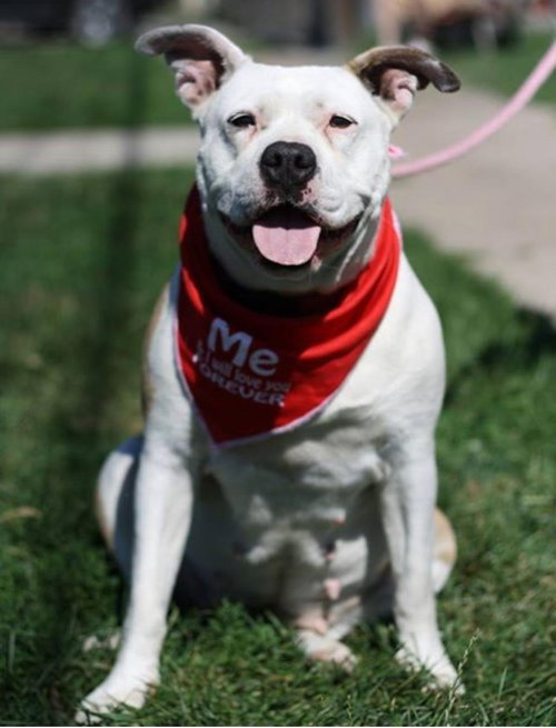 Kona - ADOPTED 11.07.15