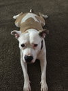 Kona - ADOPTED 11.07.15