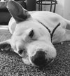 Kona - ADOPTED 11.07.15