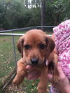 So Litter Maze - ADOPTED 10.07.15
