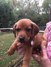 So Litter Maze - ADOPTED 10.07.15