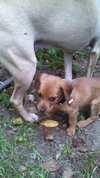 So Litter Maze - ADOPTED 10.07.15