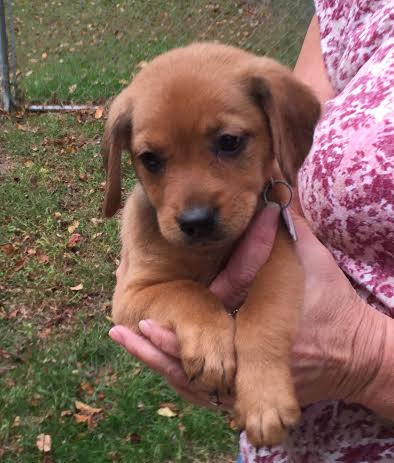 So Litter Doughnut- ADOPTED 10.18.15