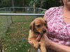 So Litter Doughnut- ADOPTED 10.18.15