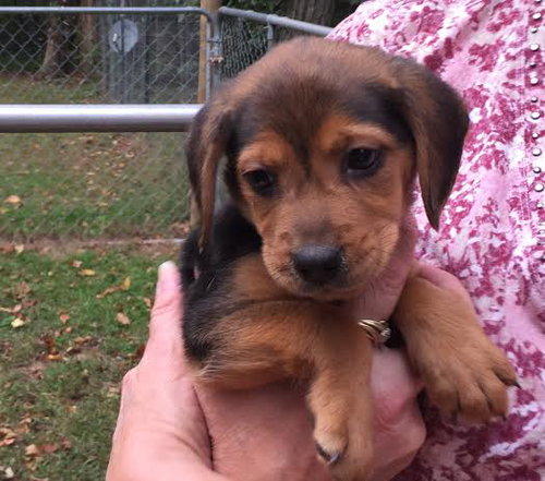 So Litter Cidermilli - ADOPTED 10.18.15