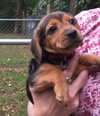 So Litter Cidermilli - ADOPTED 10.18.15