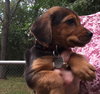 So Litter Cidermilli - ADOPTED 10.18.15