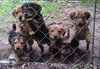So Litter Spice - ADOPTED 10.04.15