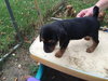 So Litter Acorn - ADOPTED 10.07.15