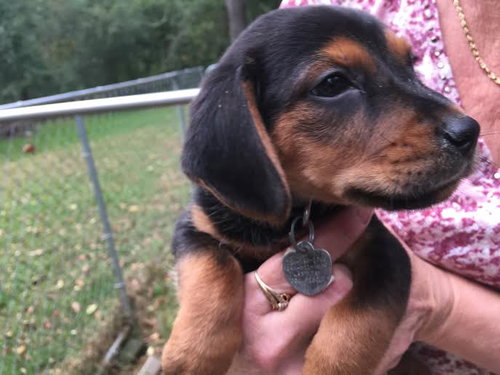 So Litter Acorn - ADOPTED 10.07.15