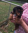 So Litter Acorn - ADOPTED 10.07.15