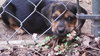 So Litter Acorn - ADOPTED 10.07.15