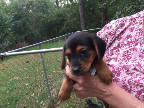 So Litter Bonfire - ADOPTED 10.03.15