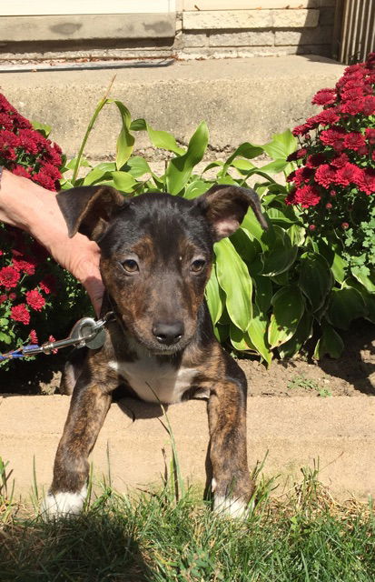 To Litter Franko - ADOPTED 10.07.15
