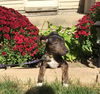 To Litter Franko - ADOPTED 10.07.15