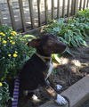 To Litter Franko - ADOPTED 10.07.15