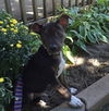 To Litter Franko - ADOPTED 10.07.15
