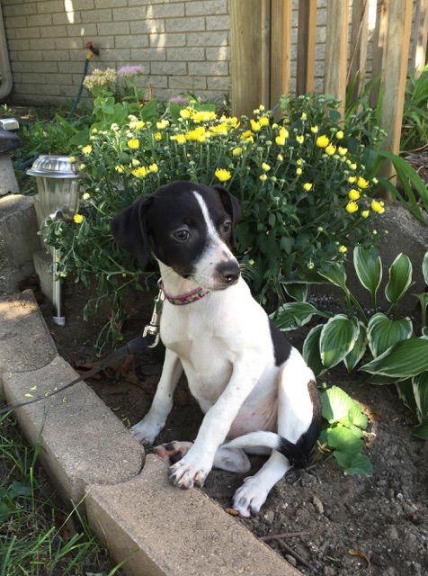 To Litter Fargo - ADOPTED 10.07.15