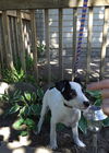 To Litter Fargo - ADOPTED 10.07.15