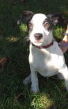 To Litter Fargo - ADOPTED 10.07.15